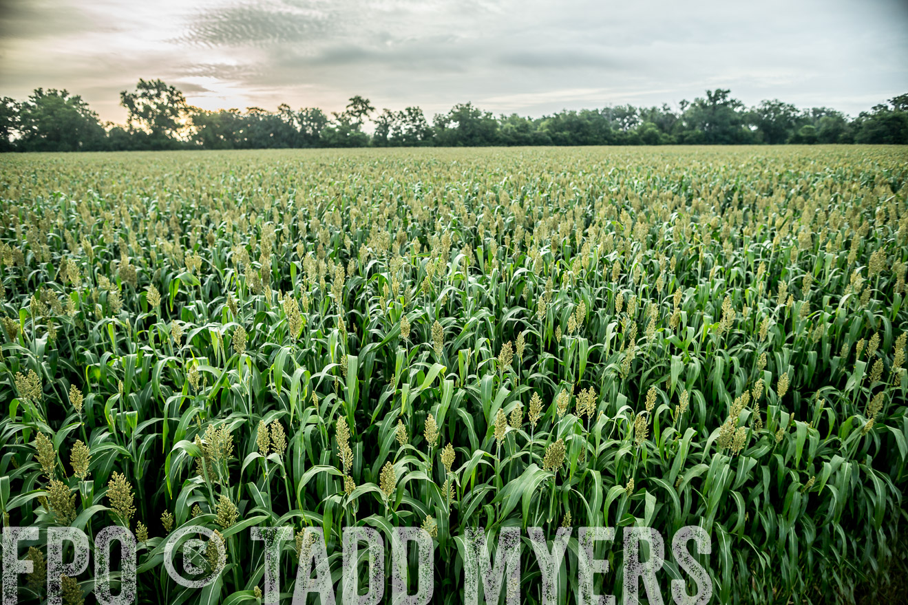 TMyers_CameronTX_June2014-9911