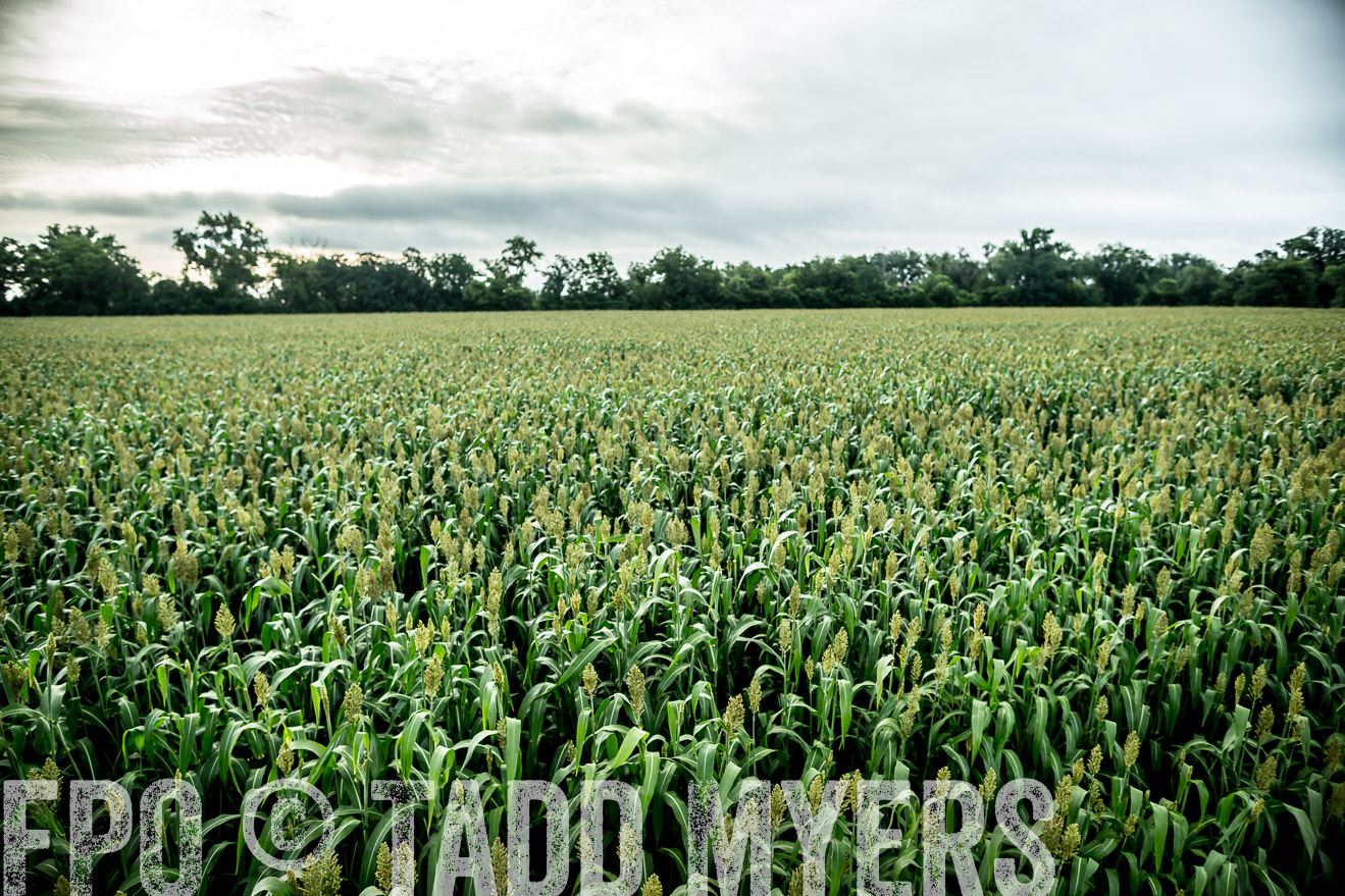 TMyers_CameronTX_June2014-9961