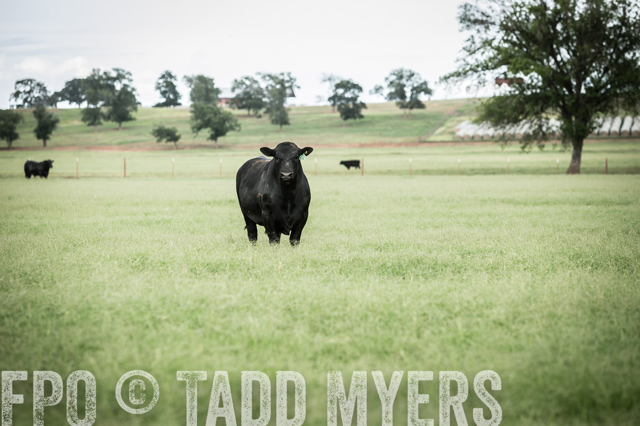 TMyers_CameronTX_June2014-1679