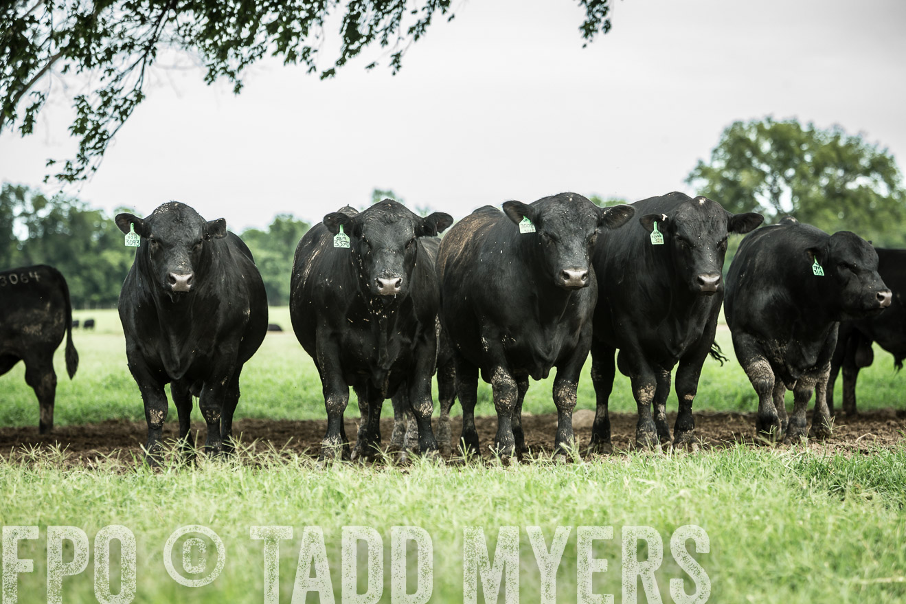 TMyers_CameronTX_June2014-1728