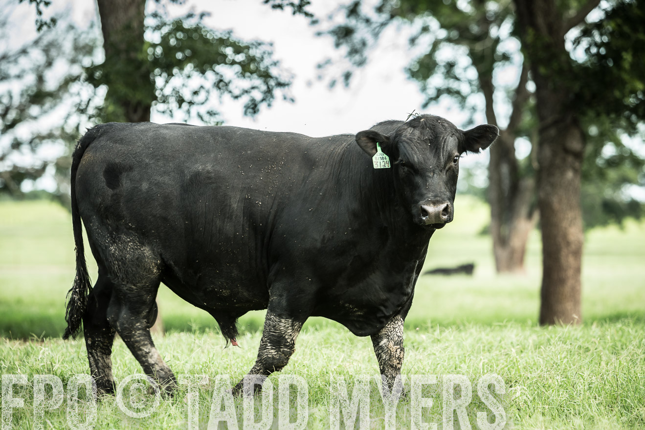TMyers_CameronTX_June2014-1761