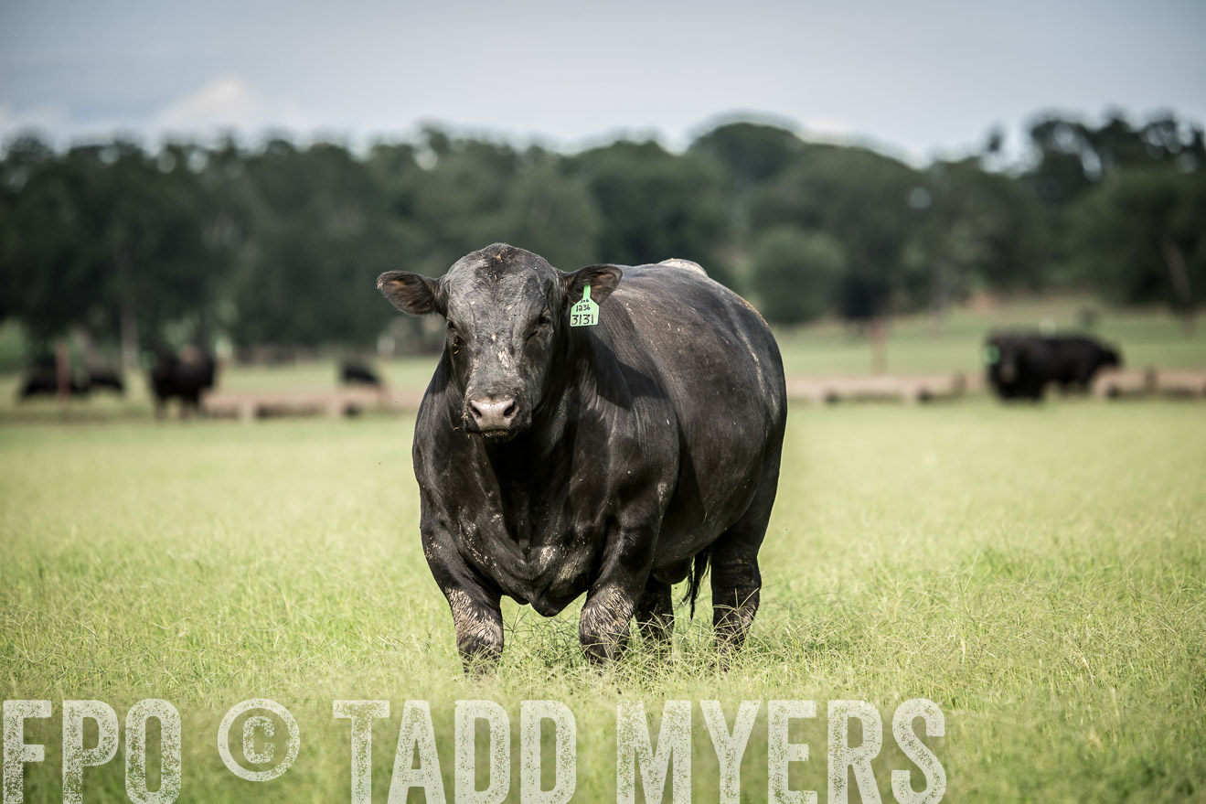 TMyers_CameronTX_June2014-1813