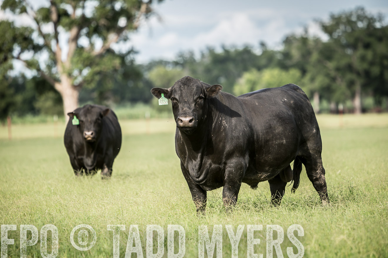 TMyers_CameronTX_June2014-1843