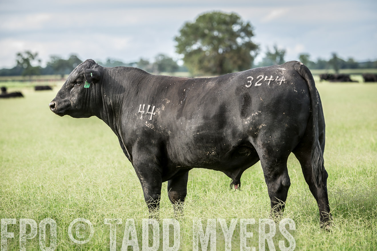 TMyers_CameronTX_June2014-1902