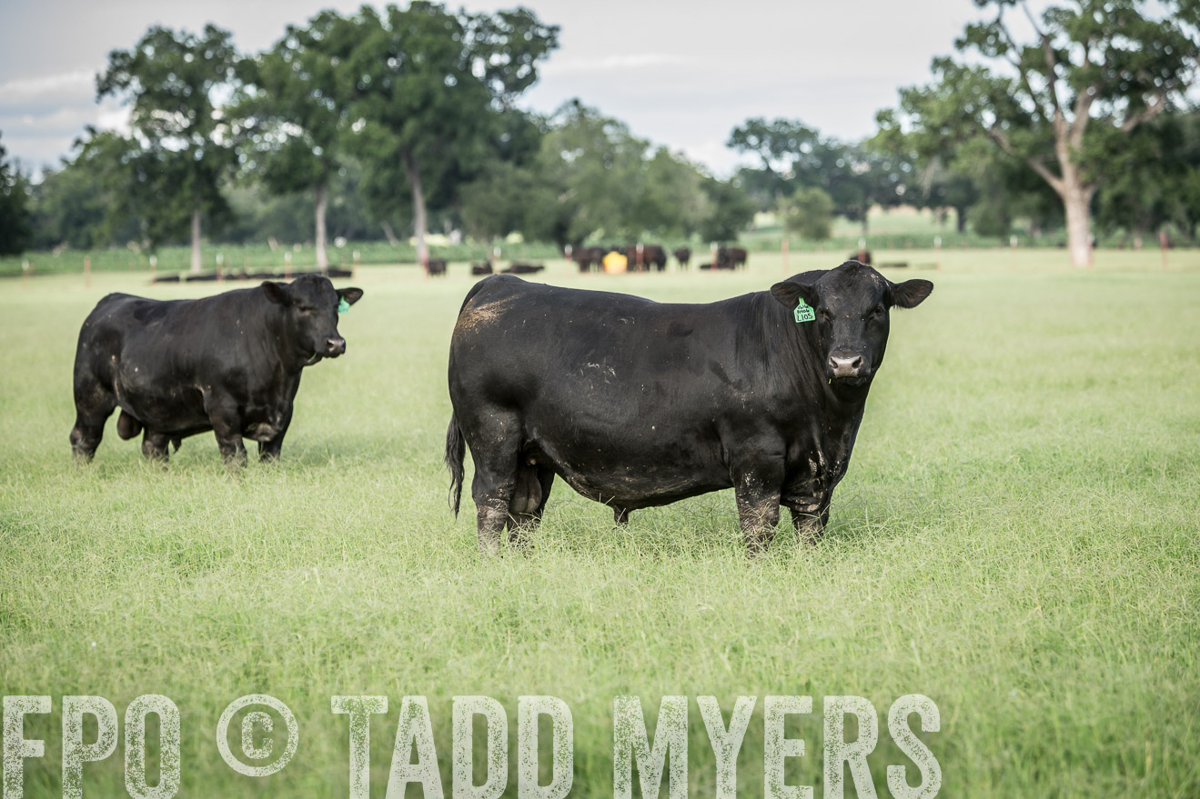 TMyers_CameronTX_June2014-1993