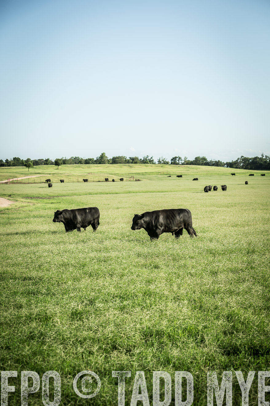 TMyers_CameronTX_June2014-2021
