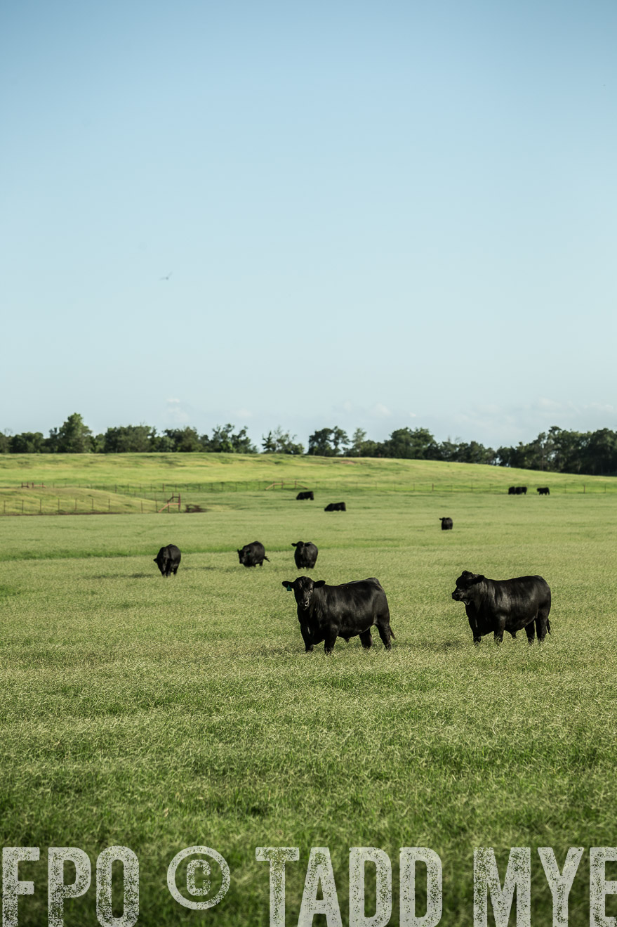 TMyers_CameronTX_June2014-2037