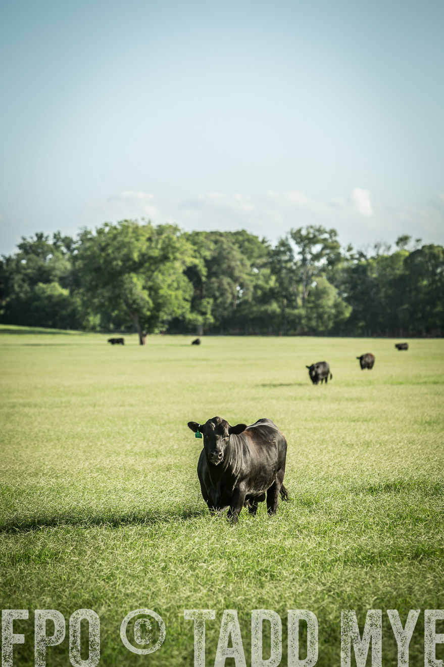 TMyers_CameronTX_June2014-2092