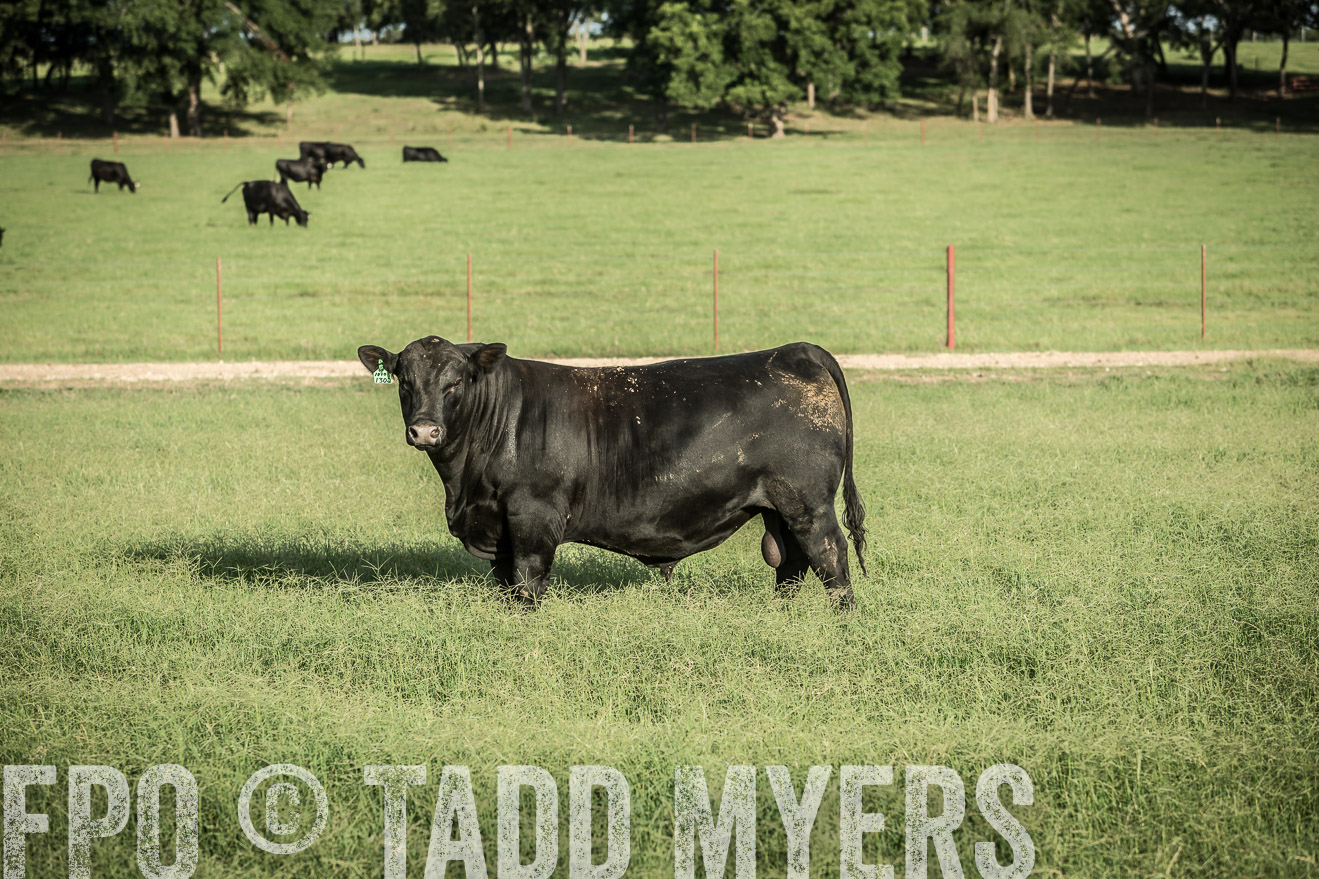 TMyers_CameronTX_June2014-2174