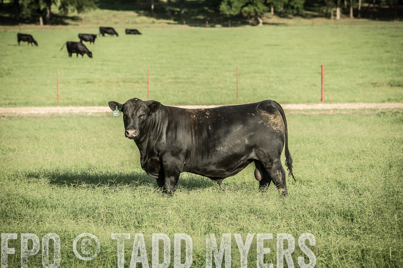 TMyers_CameronTX_June2014-2180