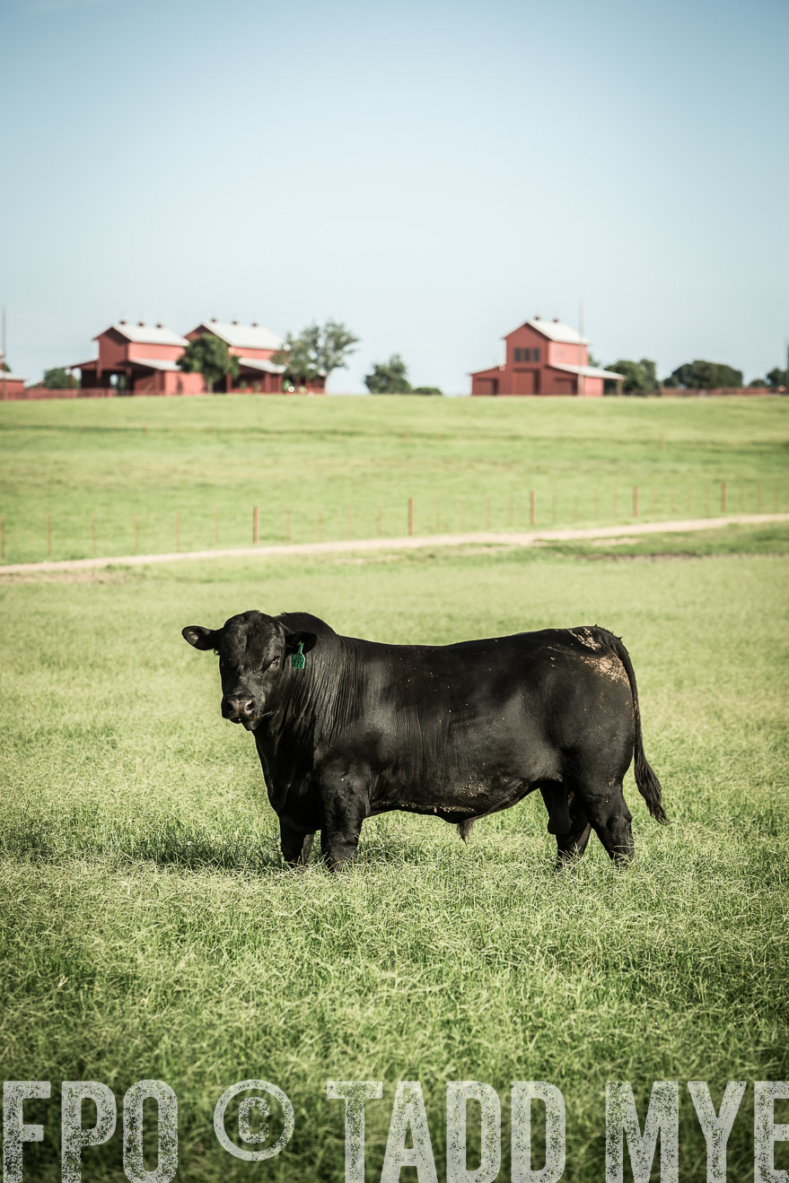 TMyers_CameronTX_June2014-2182