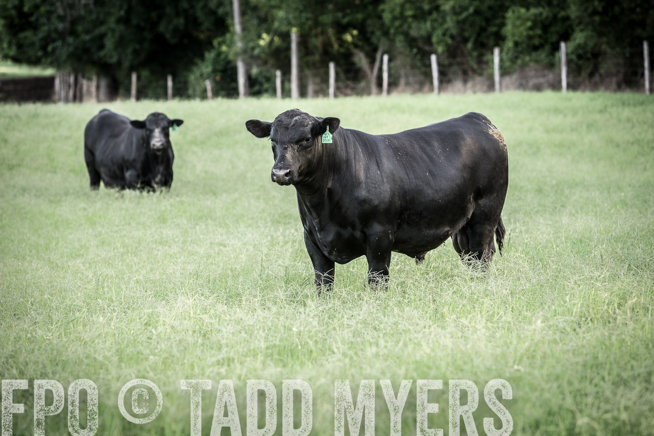 TMyers_CameronTX_June2014-2210