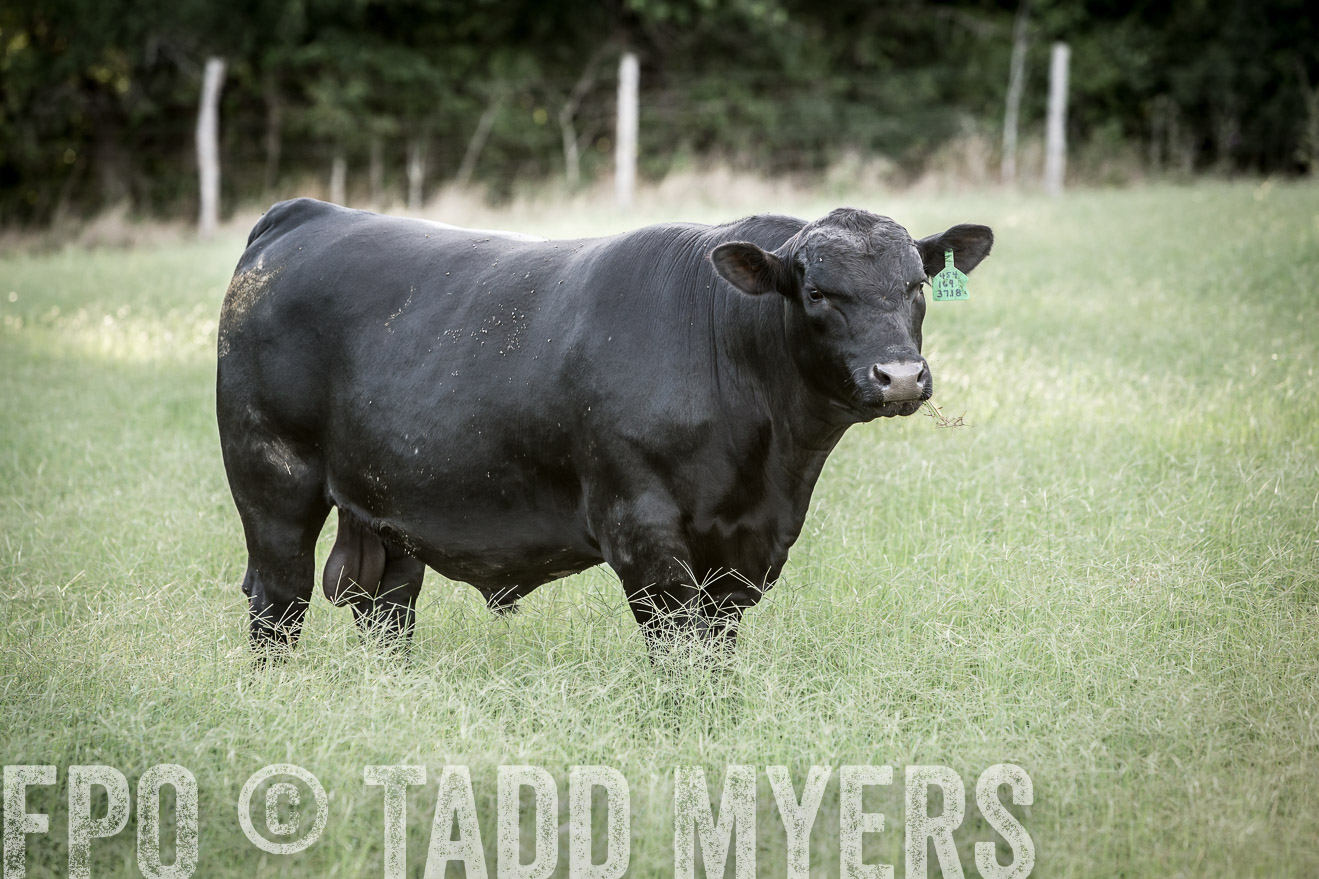 TMyers_CameronTX_June2014-2262