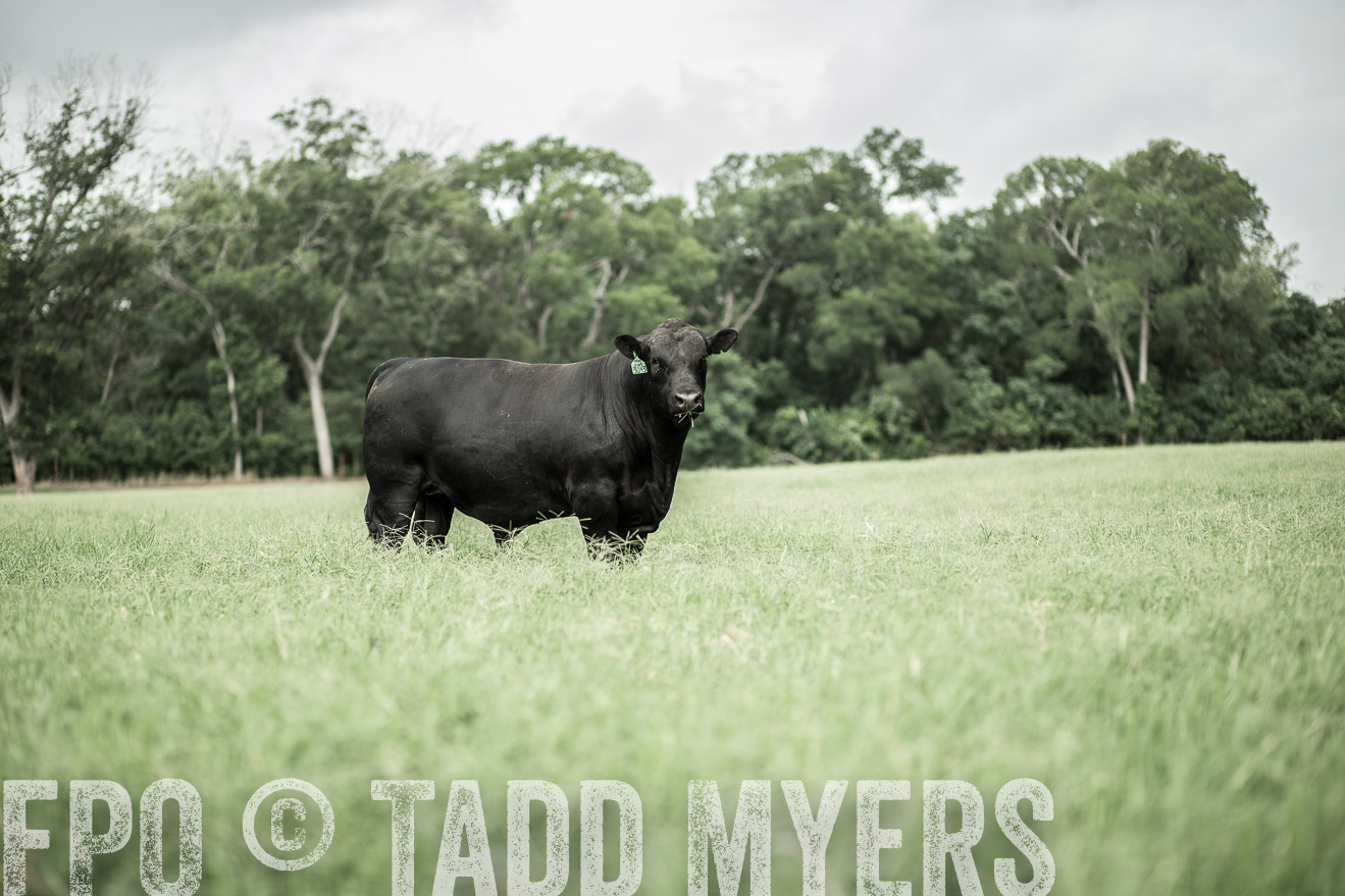 TMyers_CameronTX_June2014-8207