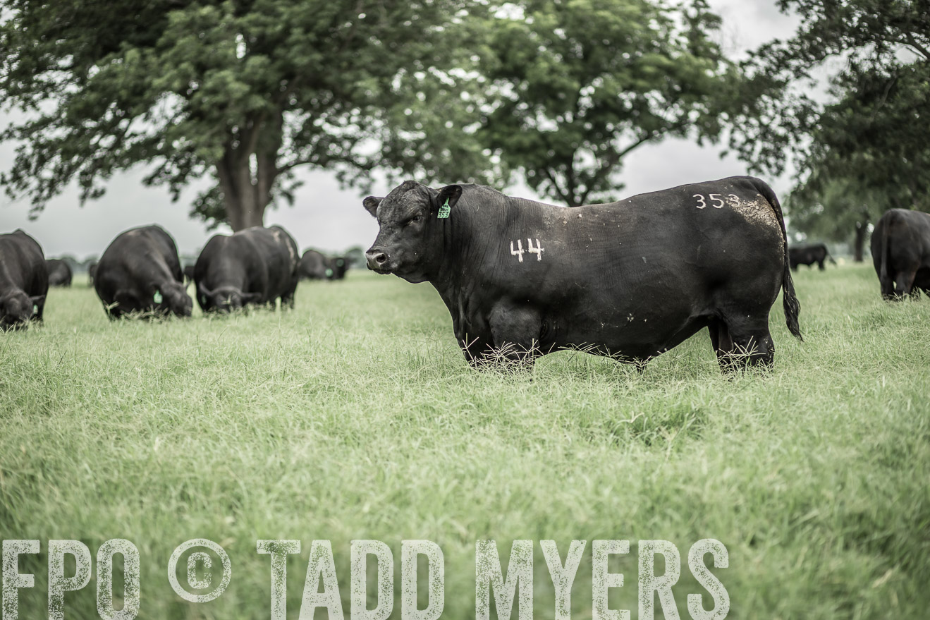 TMyers_CameronTX_June2014-8658