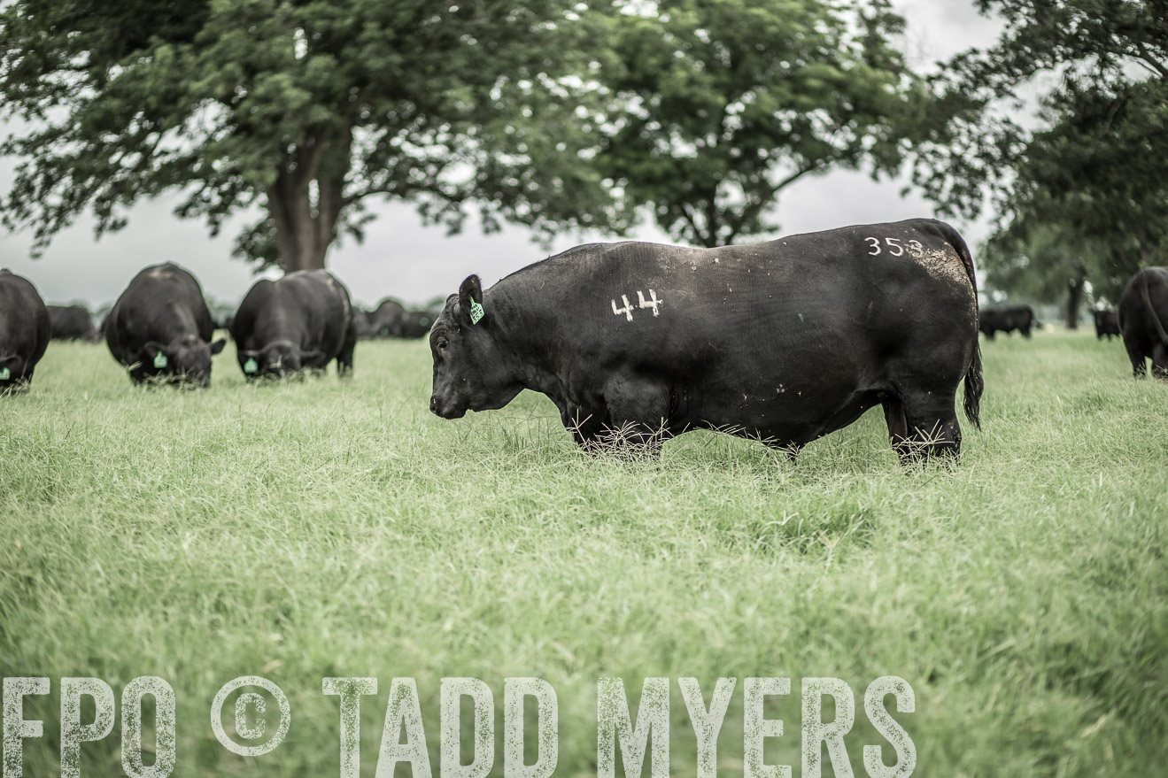 TMyers_CameronTX_June2014-8662