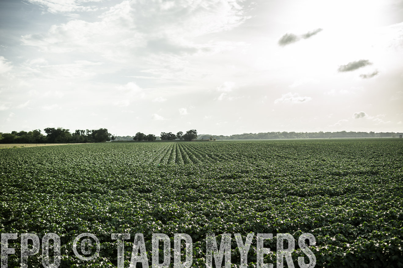 TMyers_CameronTX_June2014-9418