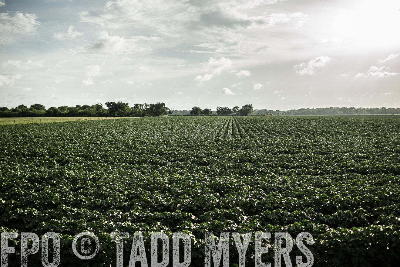 TMyers_CameronTX_June2014-9439
