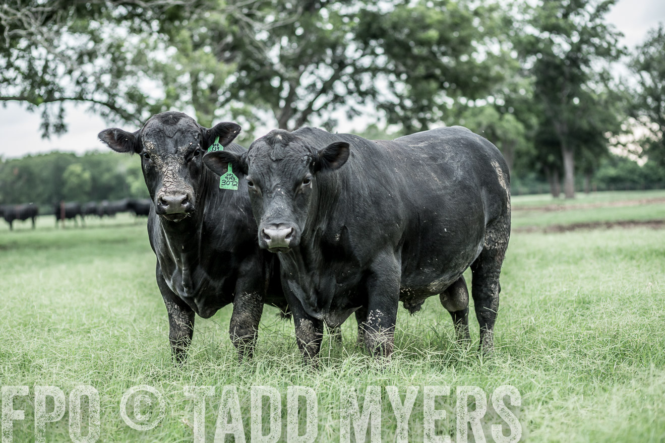 TMyers_CameronTX_June2014-9689