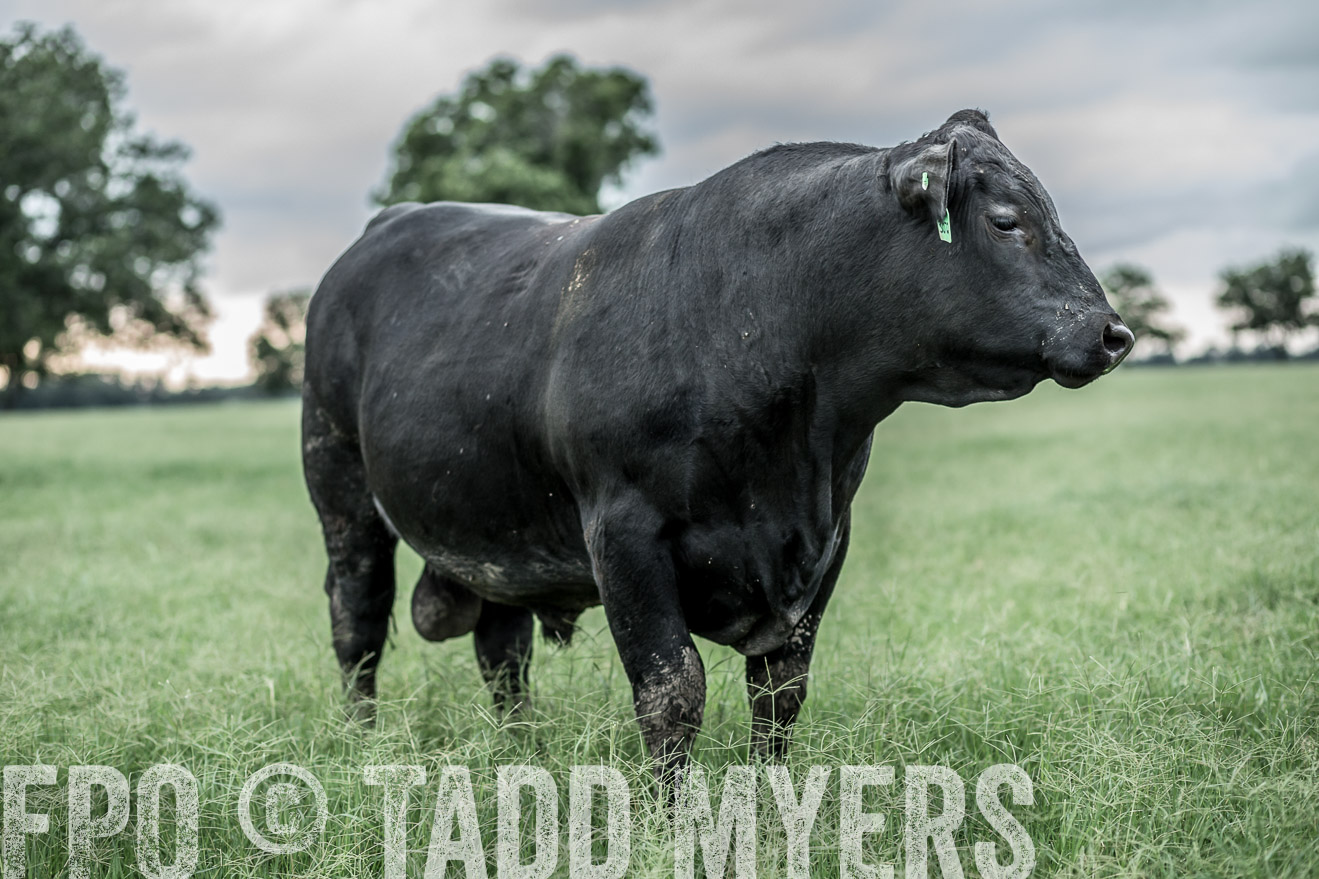 TMyers_CameronTX_June2014-9706
