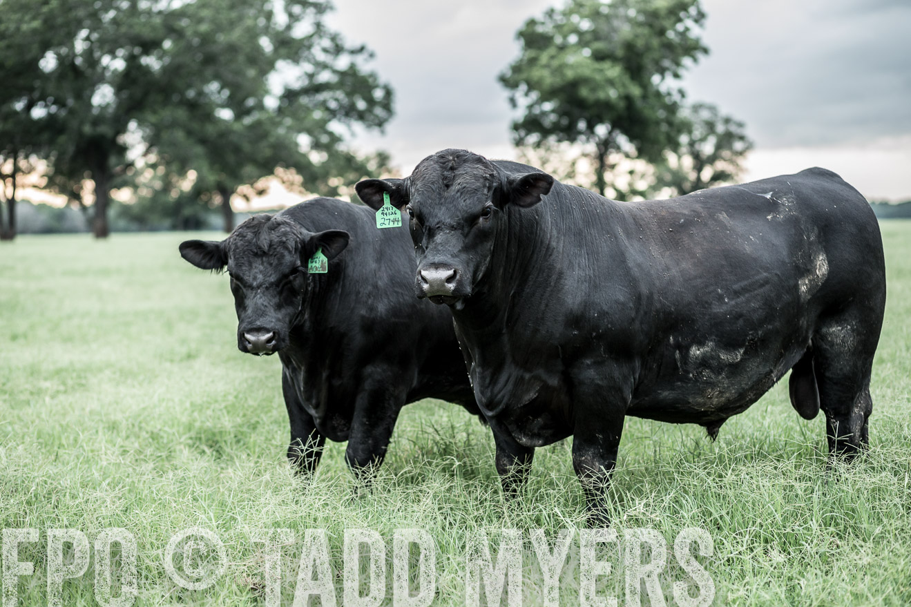 TMyers_CameronTX_June2014-9731