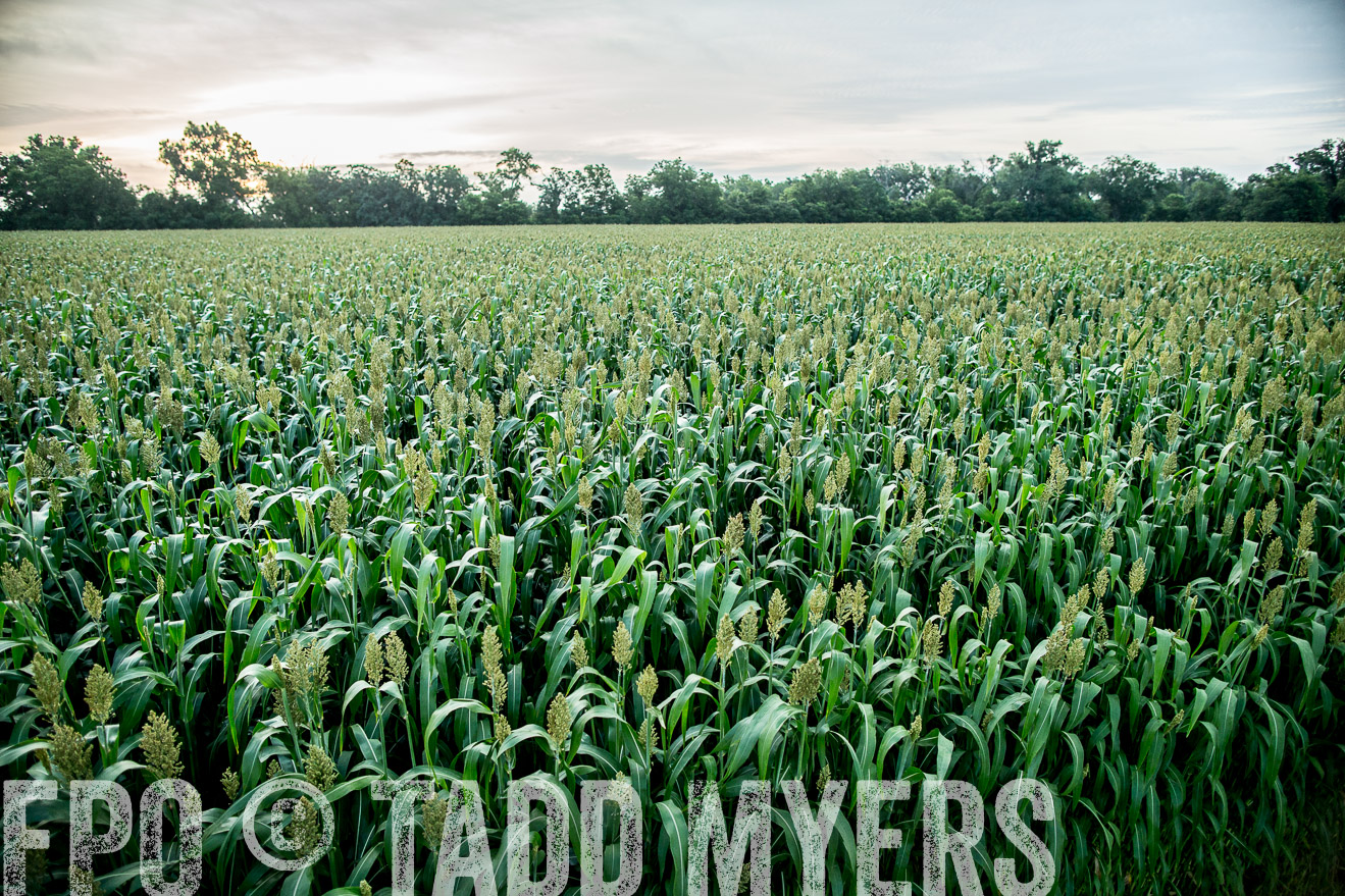 TMyers_CameronTX_June2014-9757