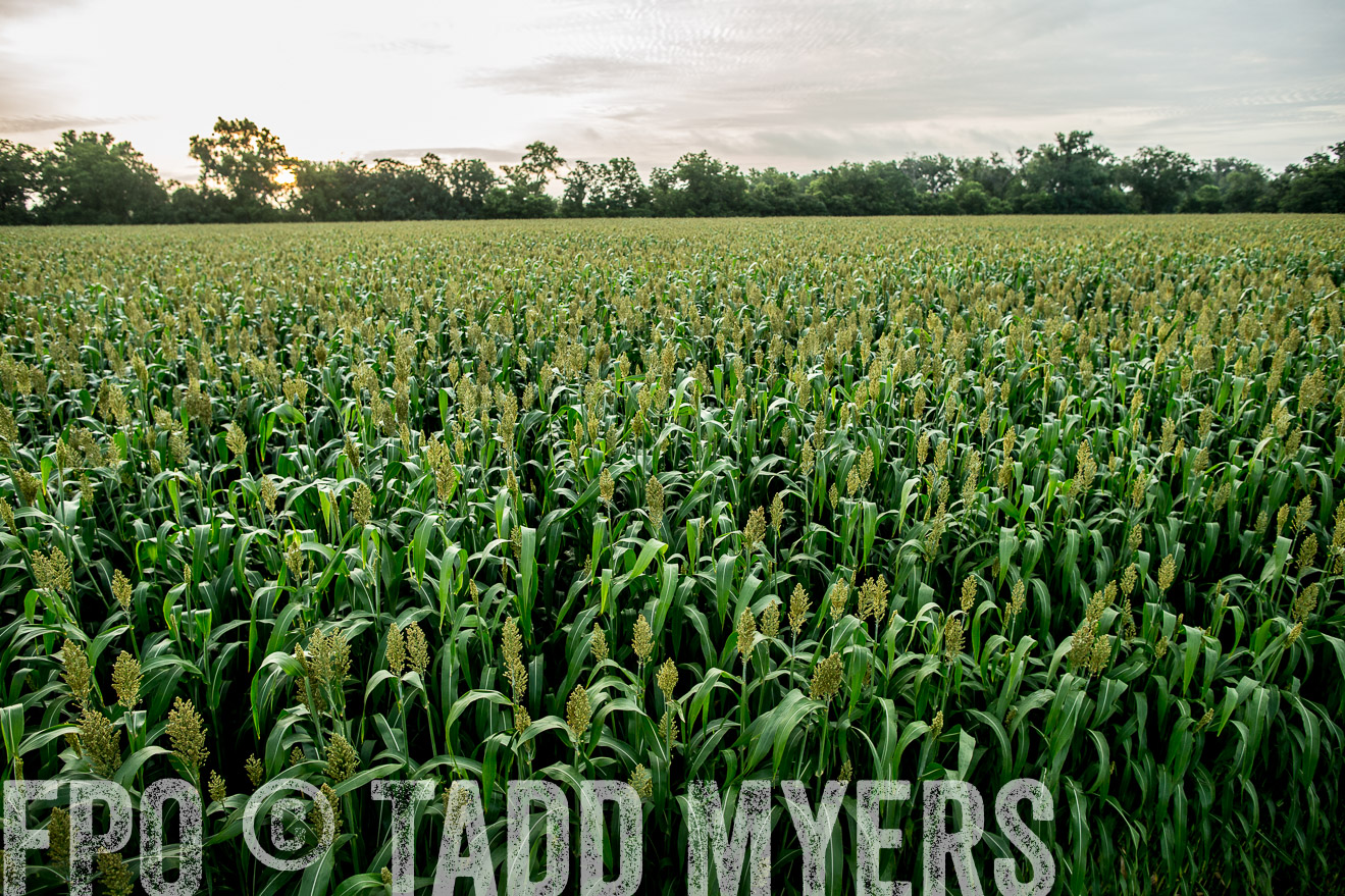 TMyers_CameronTX_June2014-9782