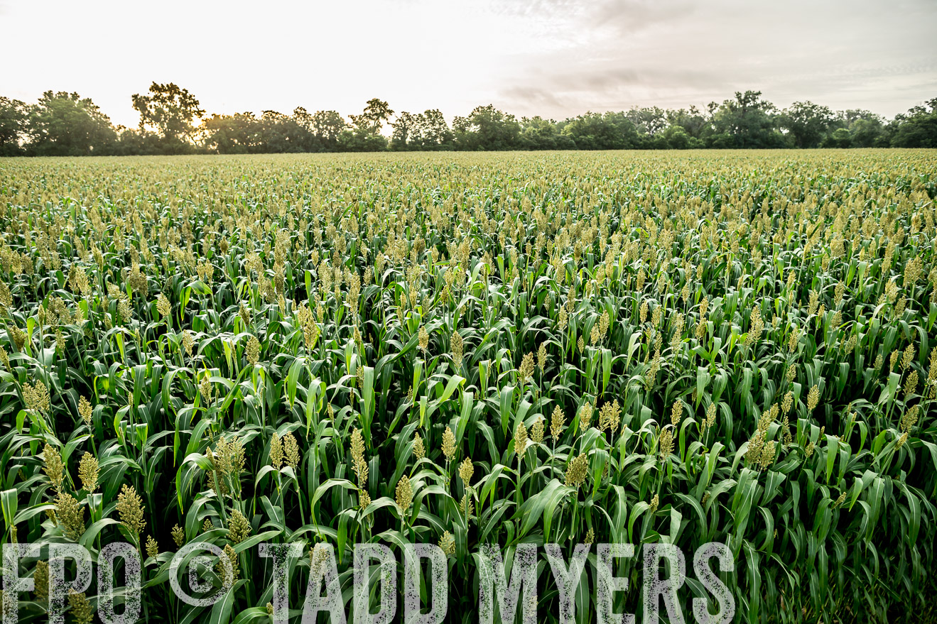 TMyers_CameronTX_June2014-9812