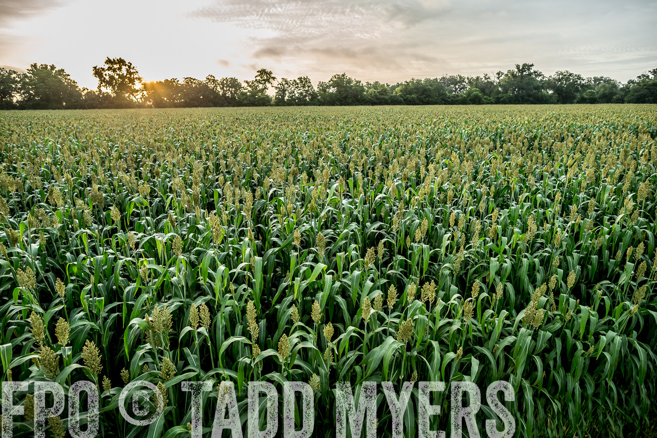 TMyers_CameronTX_June2014-9839