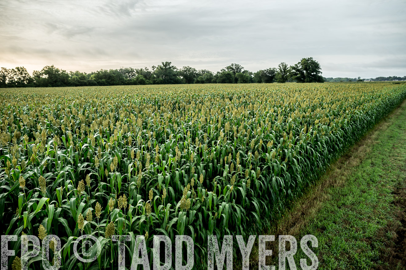 TMyers_CameronTX_June2014-9881