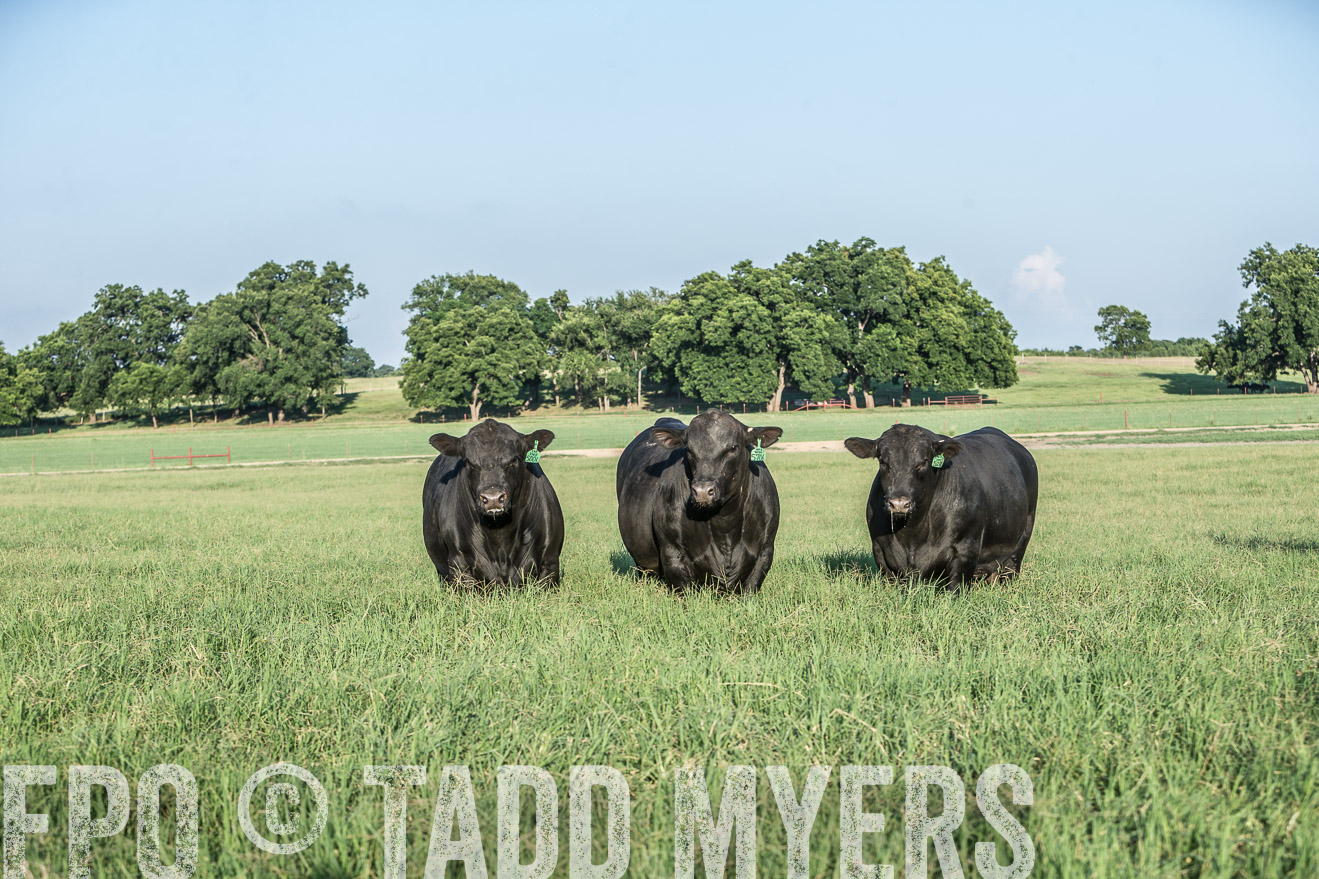 TMyers_CameronTX_June2016-2793
