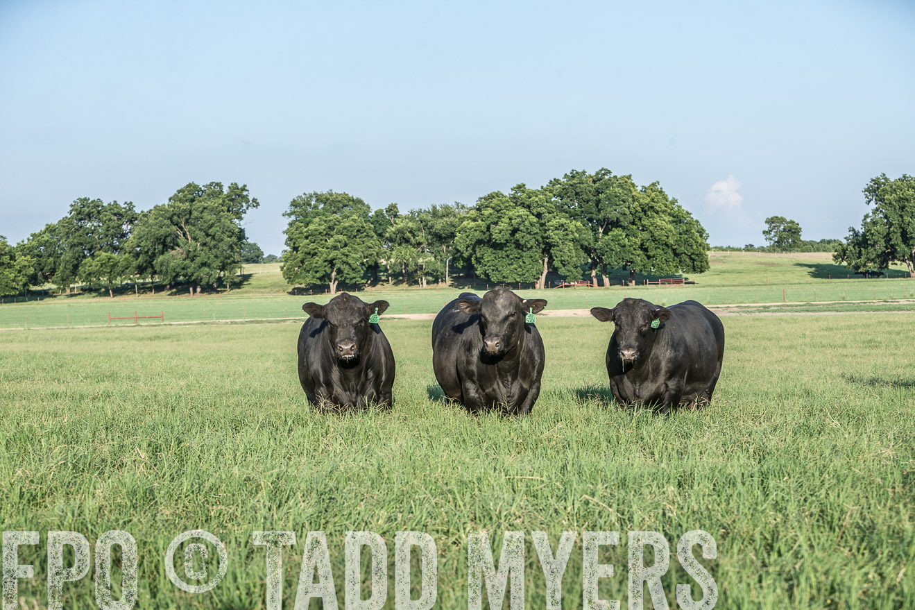 TMyers_CameronTX_June2016-2794
