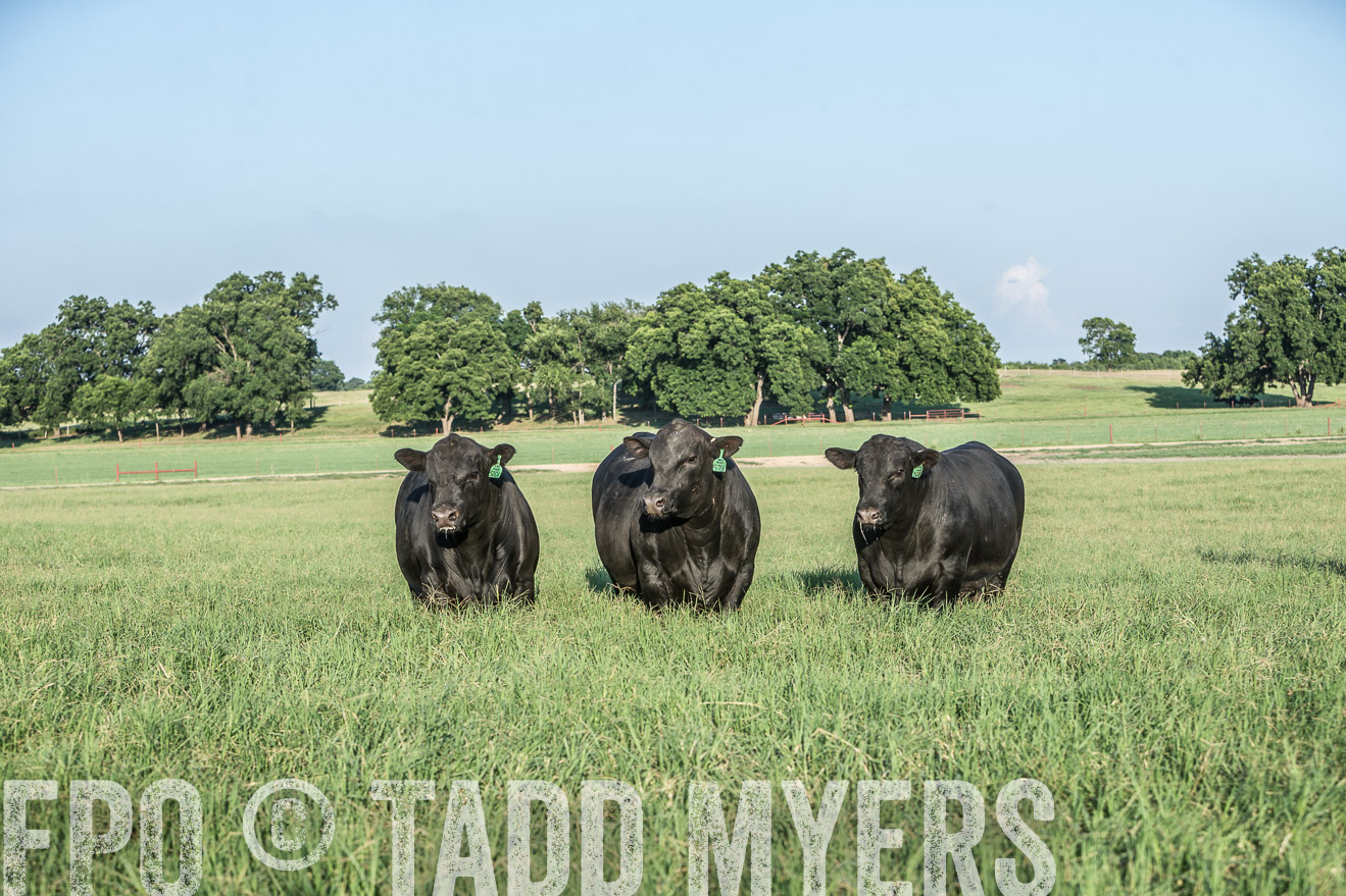 TMyers_CameronTX_June2016-2798