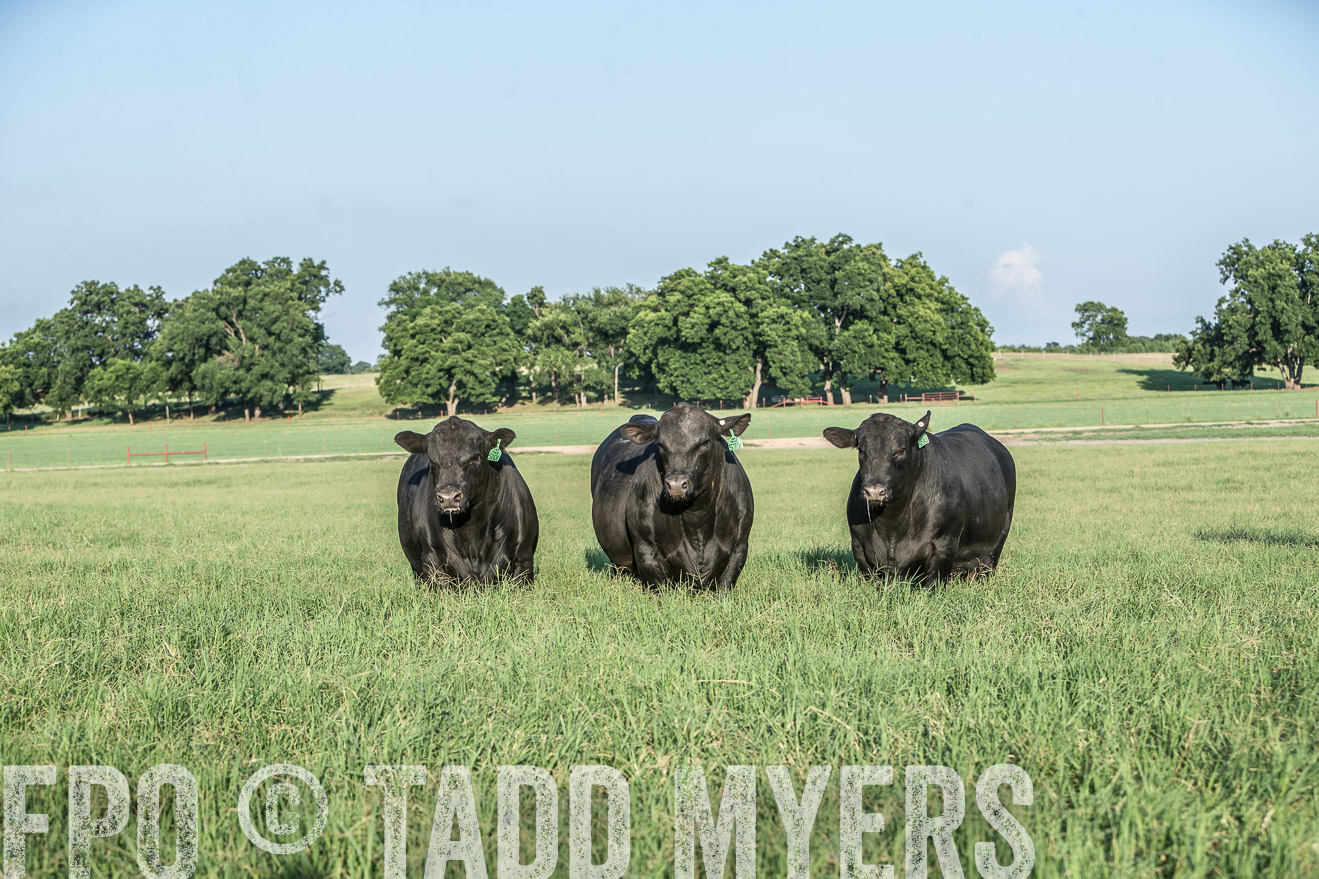 TMyers_CameronTX_June2016-2802