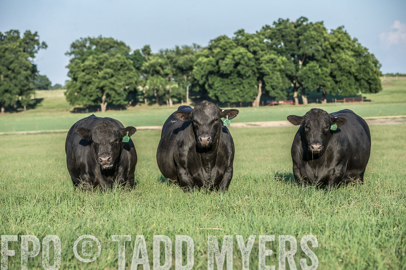 TMyers_CameronTX_June2016-2845