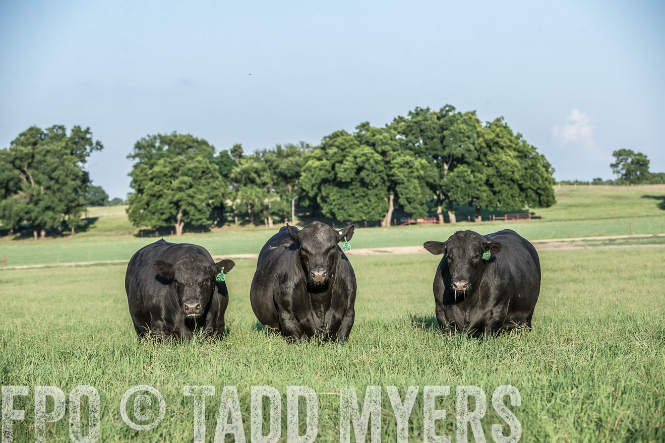 TMyers_CameronTX_June2016-2851