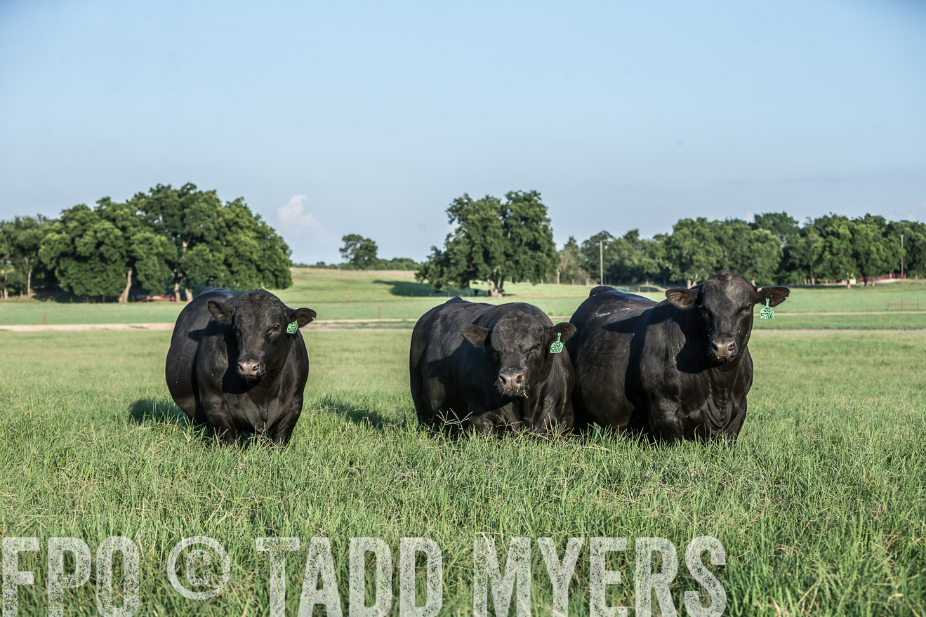 TMyers_CameronTX_June2016-2923