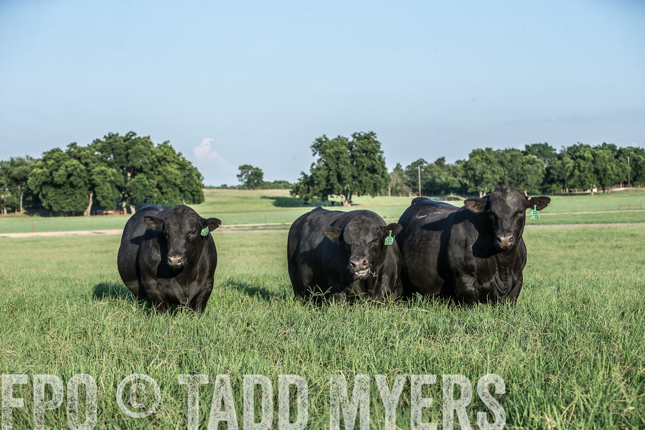 TMyers_CameronTX_June2016-2924