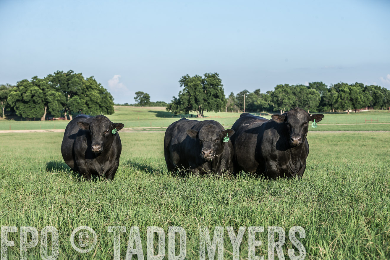 TMyers_CameronTX_June2016-2926