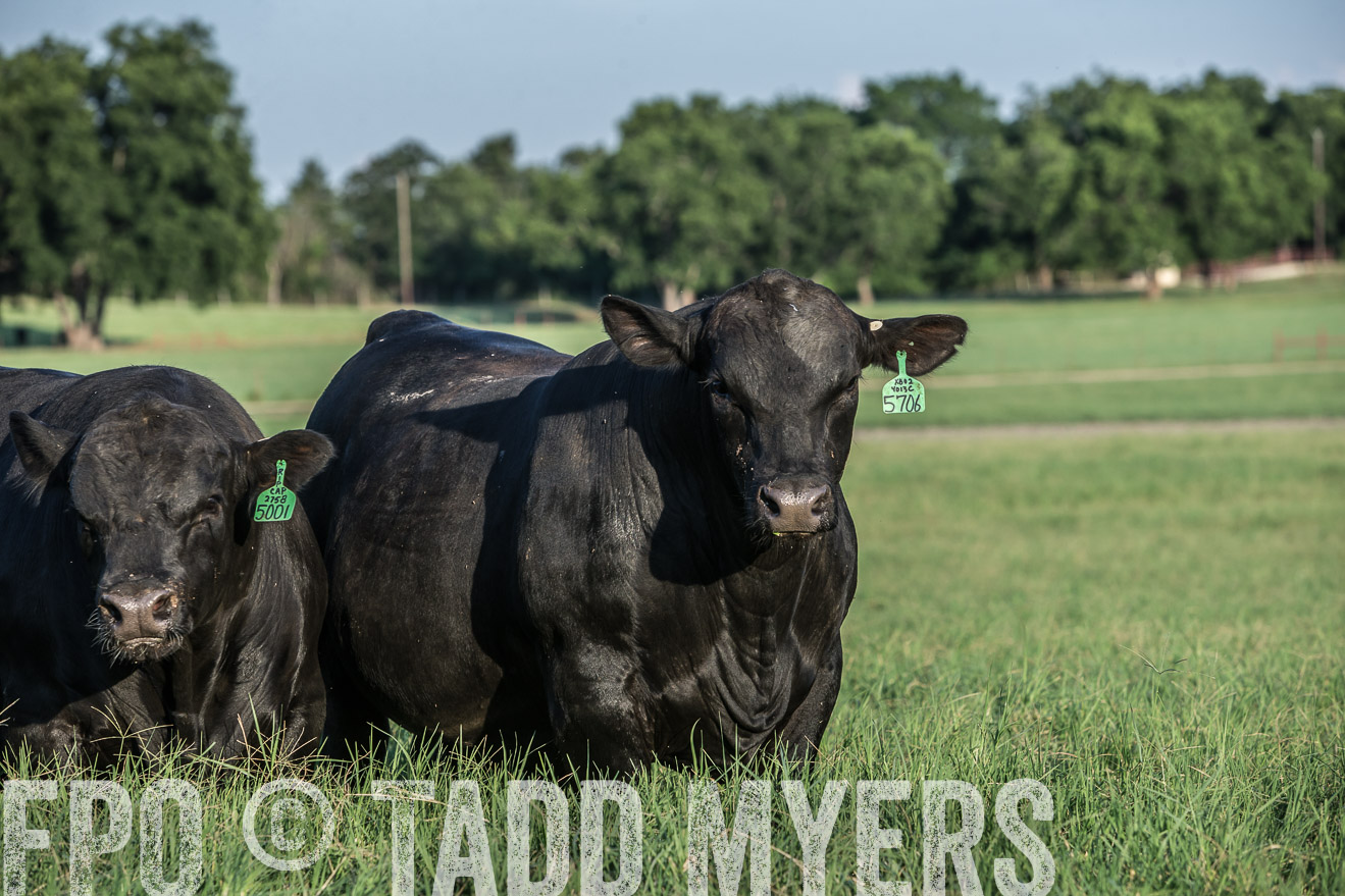 TMyers_CameronTX_June2016-2928