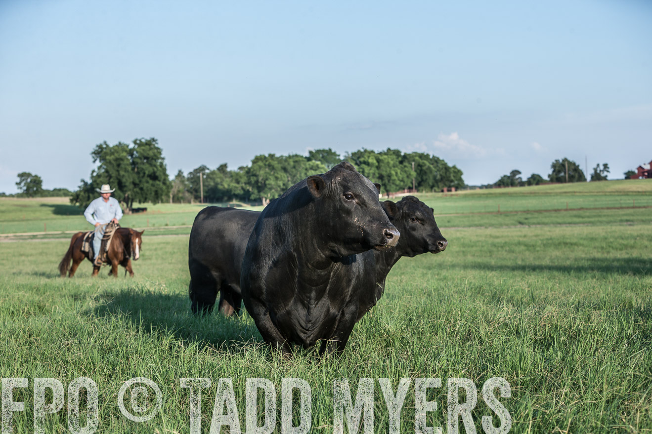 TMyers_CameronTX_June2016-2953