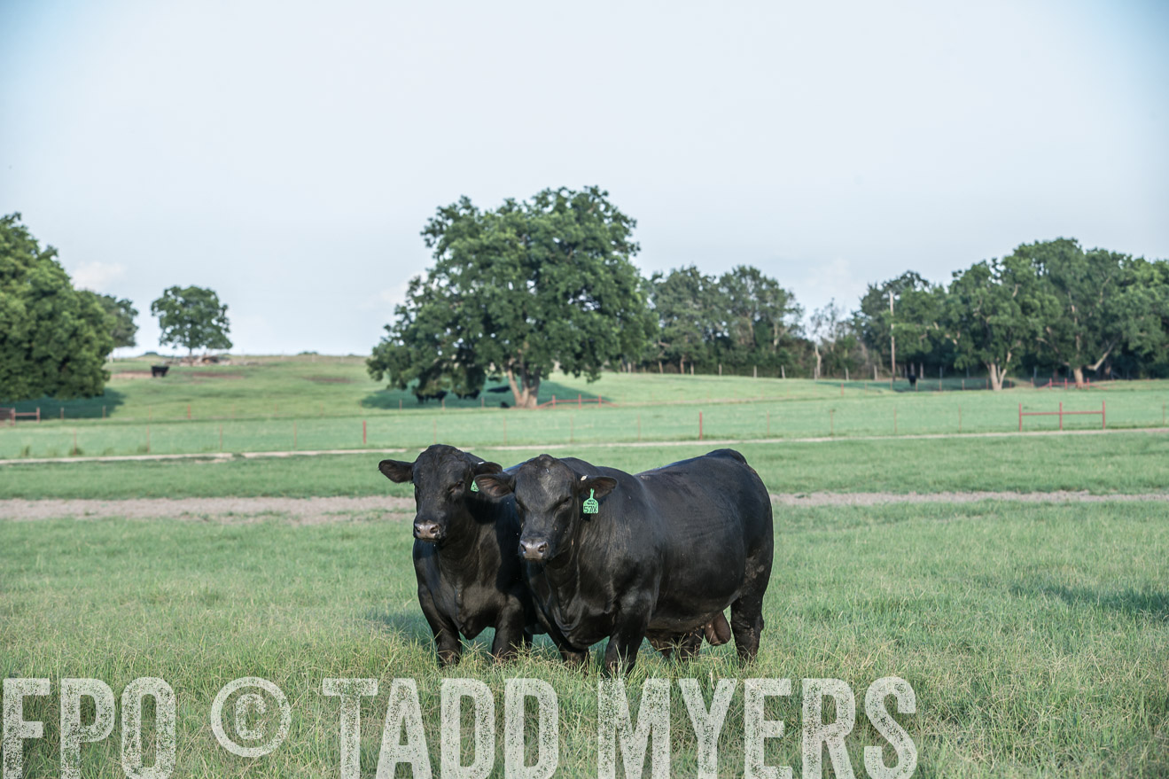 TMyers_CameronTX_June2016-3044