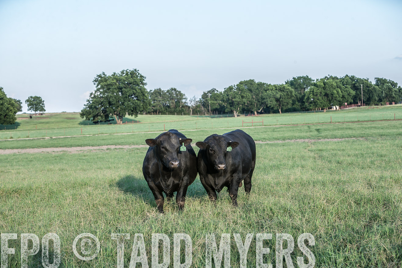 TMyers_CameronTX_June2016-3089