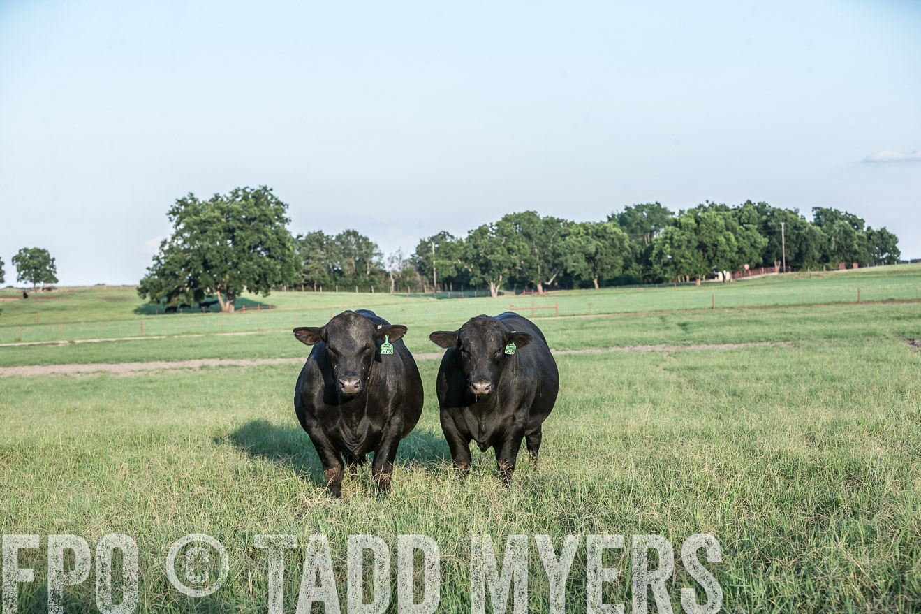 TMyers_CameronTX_June2016-3117