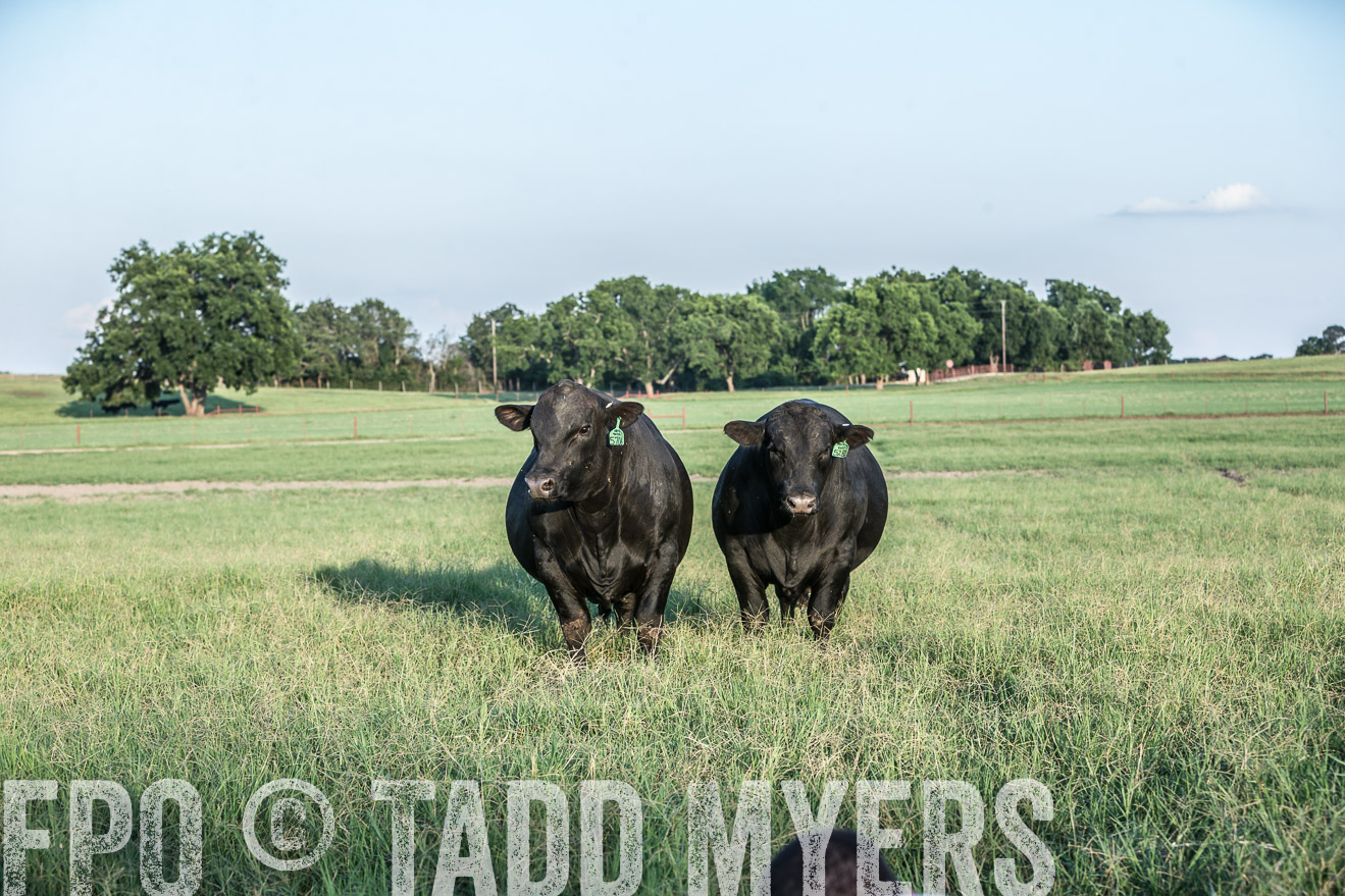 TMyers_CameronTX_June2016-3135