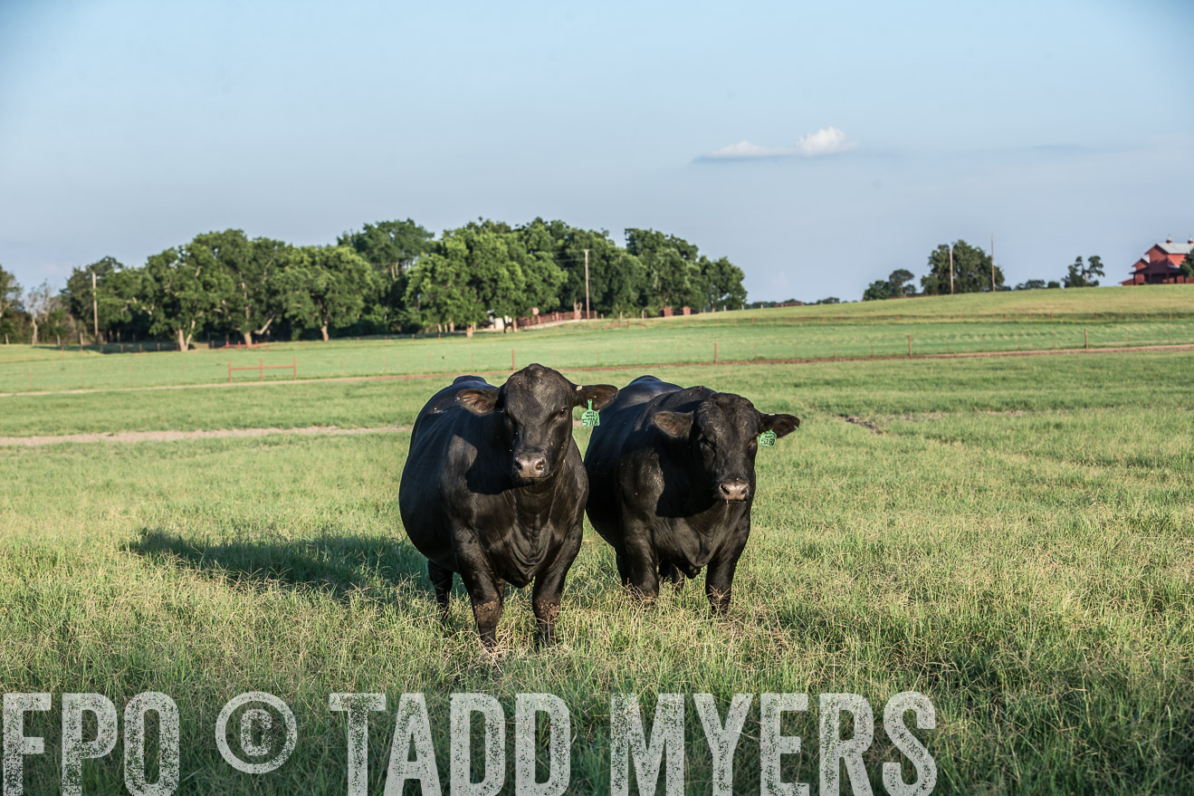 TMyers_CameronTX_June2016-3188
