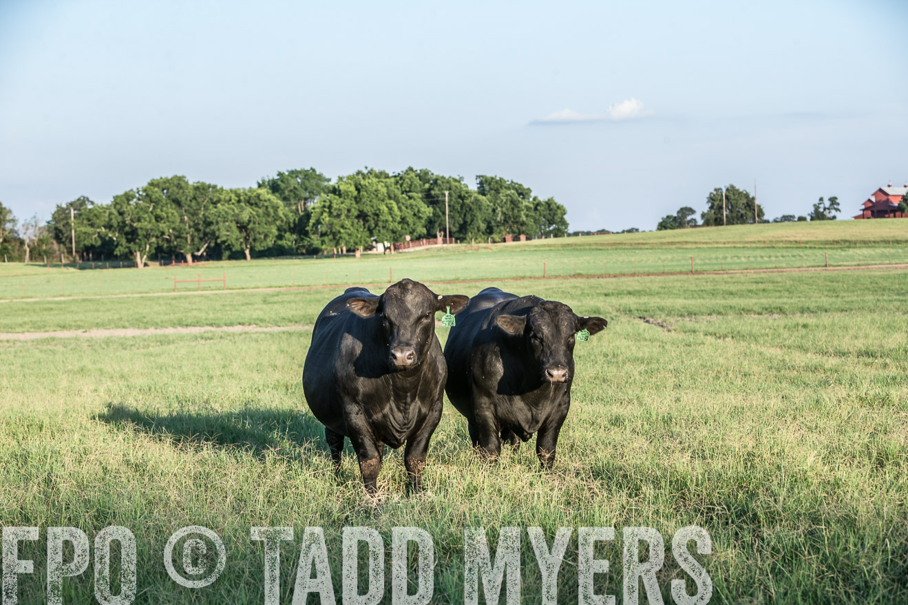 TMyers_CameronTX_June2016-3189
