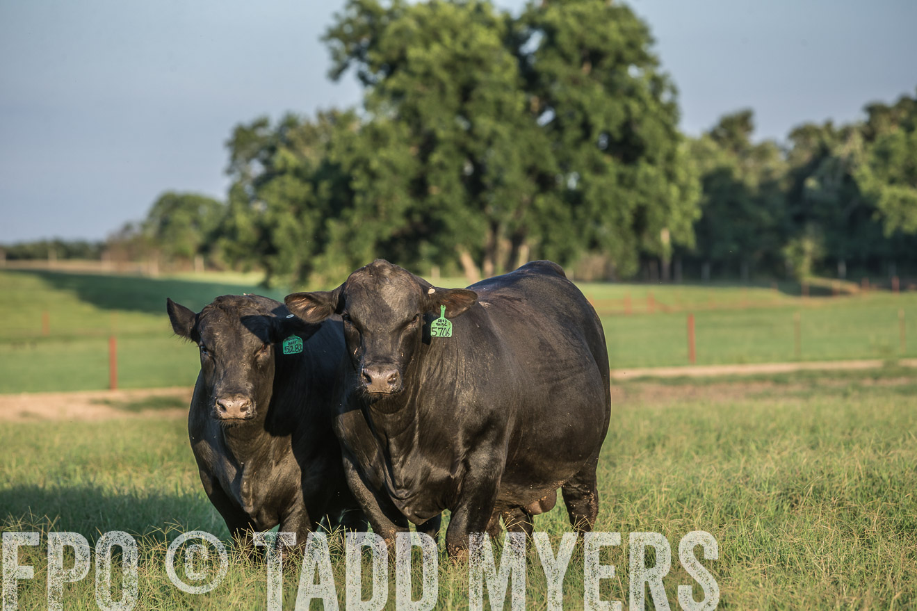 TMyers_CameronTX_June2016-3219