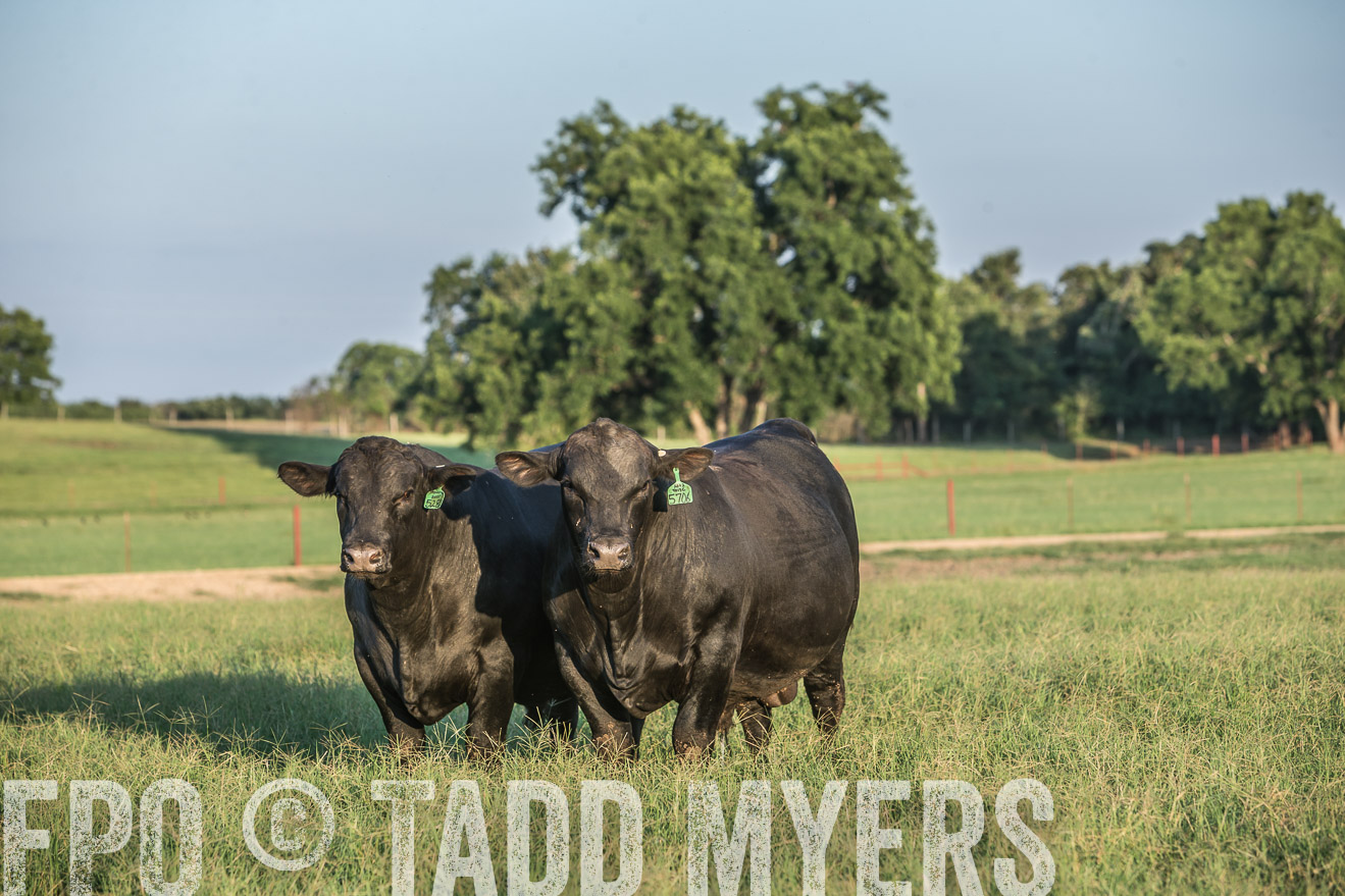 TMyers_CameronTX_June2016-3224