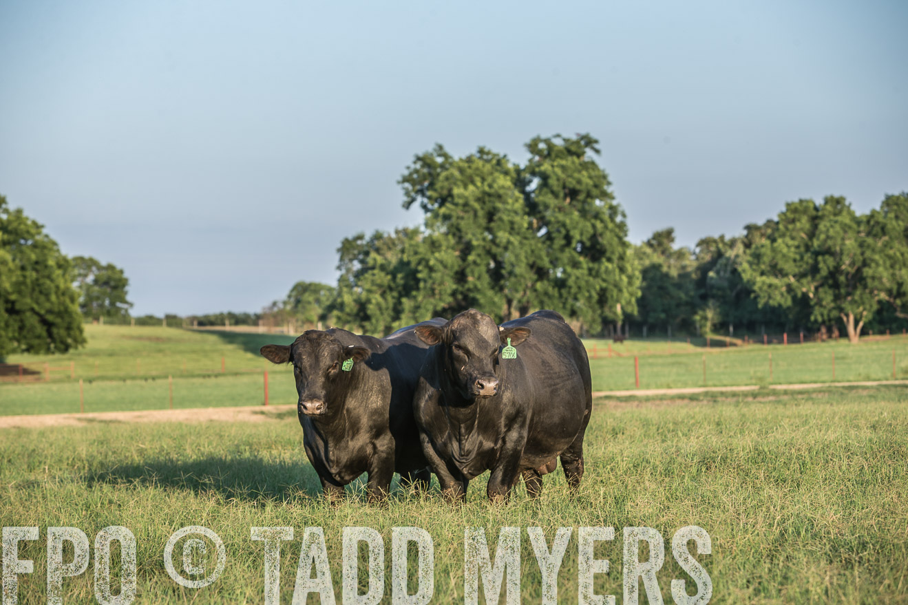 TMyers_CameronTX_June2016-3246